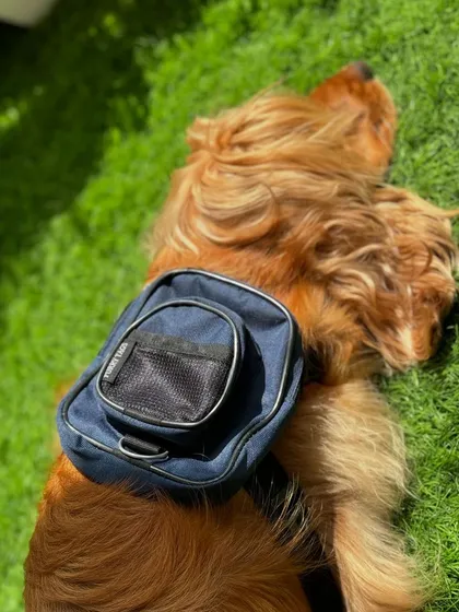 A tired pup after a long day of modeling his new accessories.