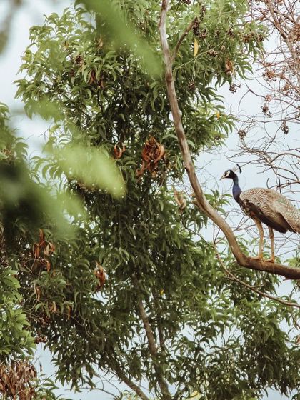A peacock perches on a tree branch within the ashram grounds. We are blessed to share our space with these magnificent birds, whose calls are a regular part of our daily soundtrack.