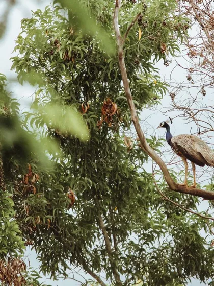 A peacock perches in a tree on the ashram grounds. The presence of wildlife is a constant reminder of the beauty and magic of our natural surroundings.