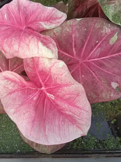 The vibrant, heart-shaped pink leaves of a Caladium plant. These colorful foliage plants are perfect for adding a bright, artistic splash of color to shady indoor or outdoor spots.