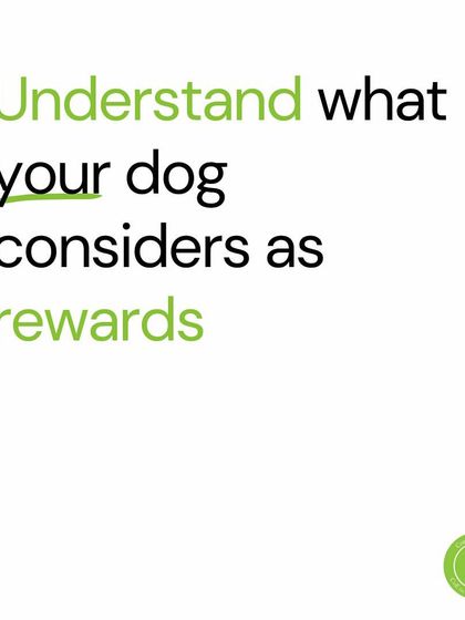 Confident Dogs - Pre-Adoption Counseling New Year, New Goals photo 3