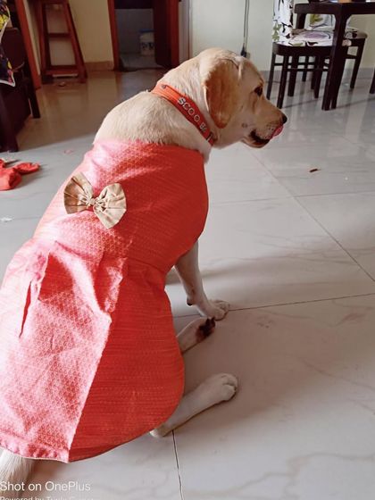 PL Paws - Animal Rescue & Rehabilitation Happy Tails: Our Adoption Stories photo 41