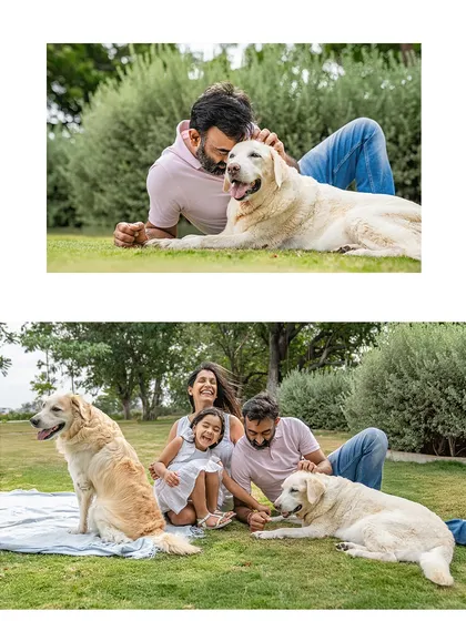A collage showing the family's love for their senior dog, Ice. From a dad's gentle pat to a full family cuddle on the picnic blanket, these images tell a story of cherishing every moment with an older pet.