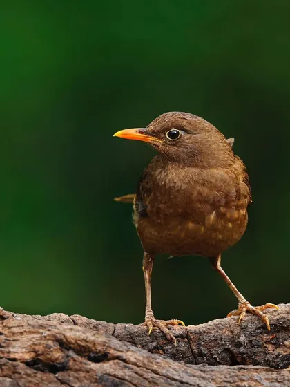 A female Gray-winged Blackbird takes a curious, high-stepping pose on a log. The image captures a moment of personality and character.