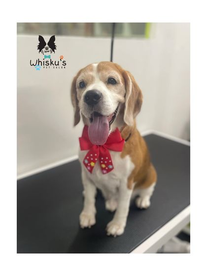 Furrybells Pet Grooming - Pet Grooming (Dogs & Cats) Breed-Specific Dog Styles photo 62