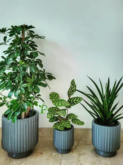 I carefully select pots that match the office decor. This trio of plants, including a Schefflera, Calathea, and Snake Plant, are housed in matching grey ceramic pots for a cohesive and stylish look.