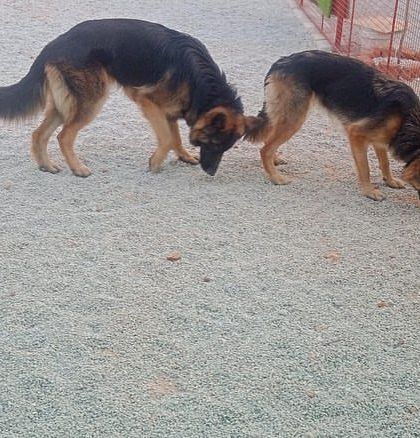 Wiggle Waggle - Dog Boarding & Daycare Outdoor Play & Social Hour photo 8