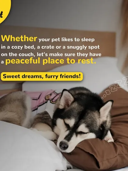 Whether they sleep in a cozy bed, a crate, or on your pillow, every pet deserves a peaceful place to rest. Sweet dreams, furry friends.