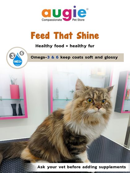 Augie Pets - Pet Supplies Health, Wellness & Pet Care Tips photo 29