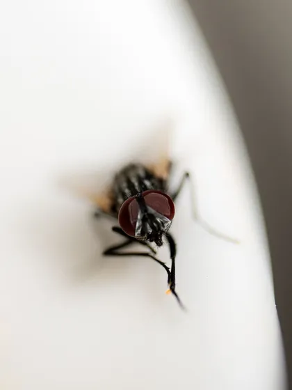 A top-down view of a housefly, with a very shallow depth of field that focuses only on its head and eyes.