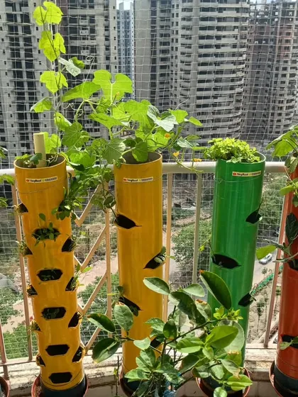 This is a perfect example of urban gardening in a high-rise apartment. These colorful towers fit perfectly on the balcony, turning a small space into a mini-farm against the city skyline. You can grow everything from leafy greens to climbing vegetables like bottle gourd (ghiya).
