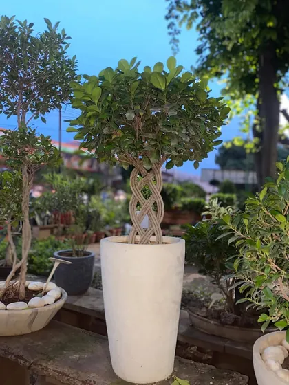 I specialize in creating unique statement pieces for your home or office. This Moclame Ficus features a beautifully braided trunk, turning a simple plant into a living sculpture.
