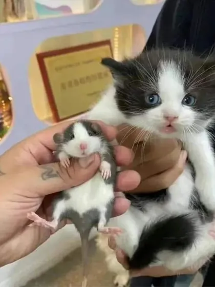 A real-life Tom and Jerry. We love capturing the surprising friendships between different types of animals.