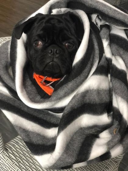 This little pug is all bundled up and cozy in a warm blanket, ready for a nap in our indoor relaxation area.