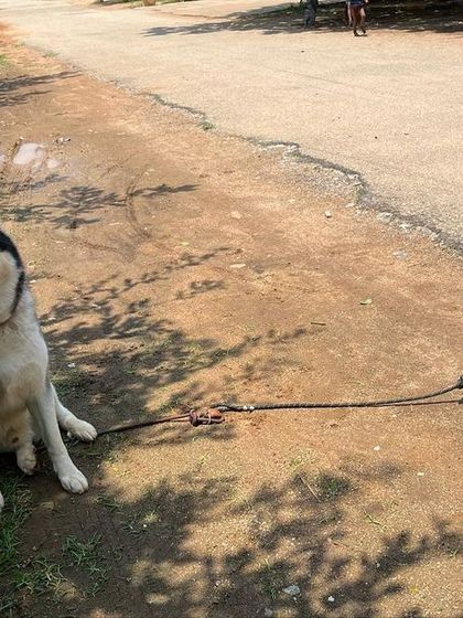 Brooke's Home - Dog Boarding (Homestay) Outdoor Adventures & Playtime photo 4