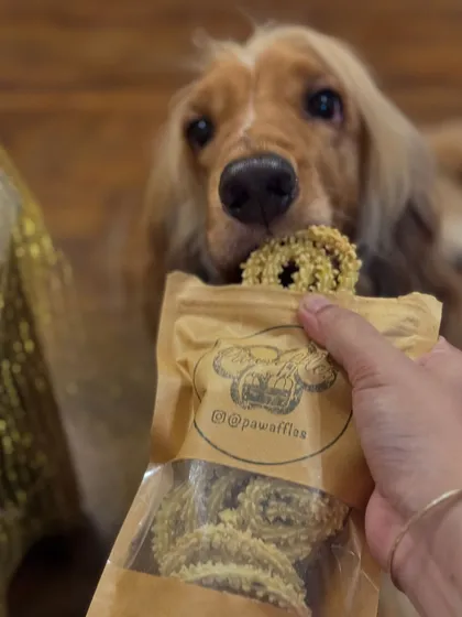 Trying out the dog-friendly murukku (chakli) from Pawaffles. A perfect festive treat.