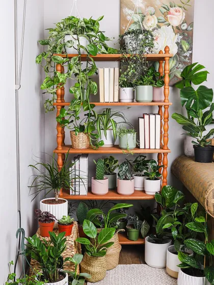 This is what I mean by creating a green sanctuary. A simple corner can be completely transformed with a curated collection of houseplants. I can help you choose the right plants for your indoor space and style to create a vibrant, refreshing atmosphere.