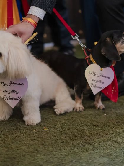 We never forget the furry family members! These adorable dogs announced their humans' wedding with custom heart-shaped signs, adding a touch of cuteness and personality to the celebration.
