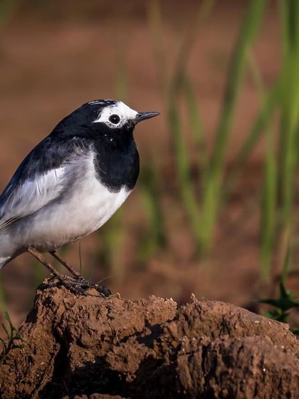 A Black-backed Wagtail stands alert on a mound of earth in Gurugram. The sharp black and white plumage is clearly defined, making for a crisp and clean bird portrait.
