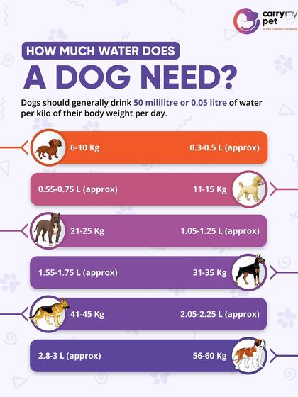 CarryMyPet - Pet Travel & Parenting Consultation Pet Parenting & Wellness photo 32