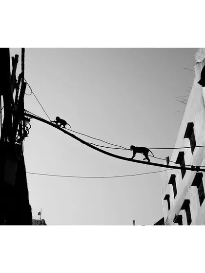 A black and white silhouette of two monkeys walking across a wire high above a city street. The geometric angles of the buildings and the clean sky create a strong graphic composition.