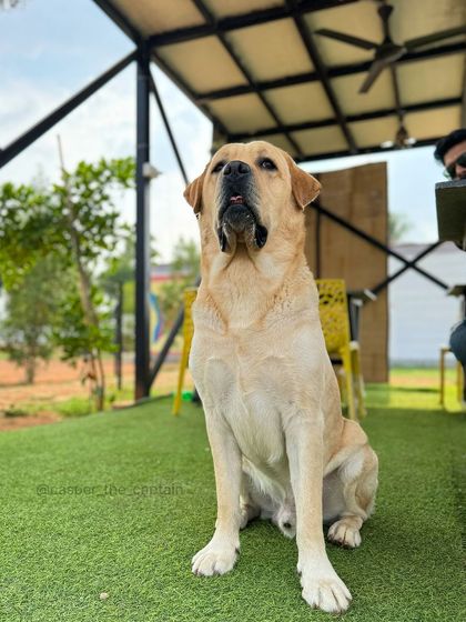 Fluffy Paws Pet Resort - Dog Park & Swimming Pool For the Pet Parents: The Barky Cafe & Chill Zones photo 7