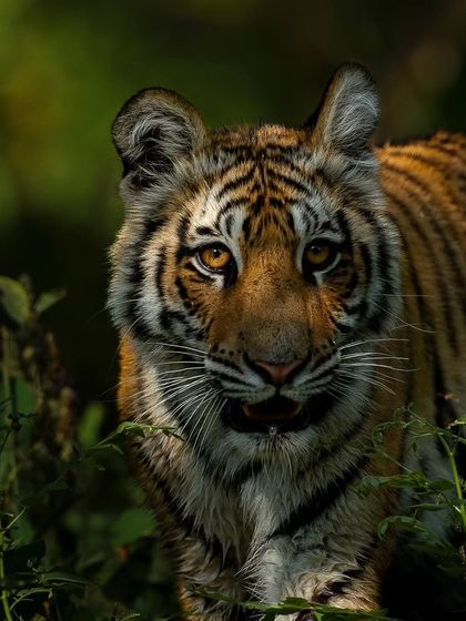 Tigers of India's Jungles photo 69