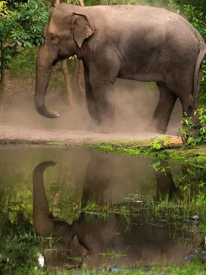 A handsome makhna (tuskless male elephant) dust-bathing near a waterhole in Bandhavgarh. Elephants are now resident here, a testament to the forest's allure.