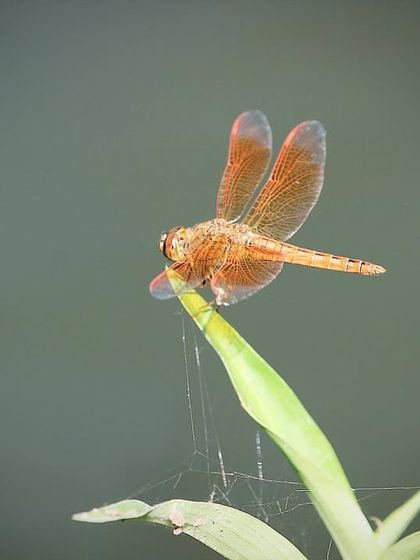 Discovery Village Resorts - Nature-based Getaways & Stays Wildlife Encounters & Safaris photo 24