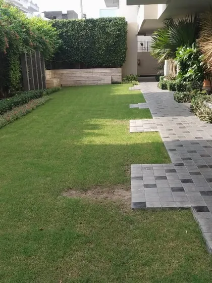 A residential garden in Panipat with a clean design. The space combines a rectangular lawn with a modern paved path made of grey tiles, bordered by a tall, dense hedge for privacy.