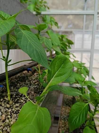 A side view of the growing channels. You can see how the plants are neatly arranged, giving each one access to light and the nutrient solution delivered by the blue drippers.