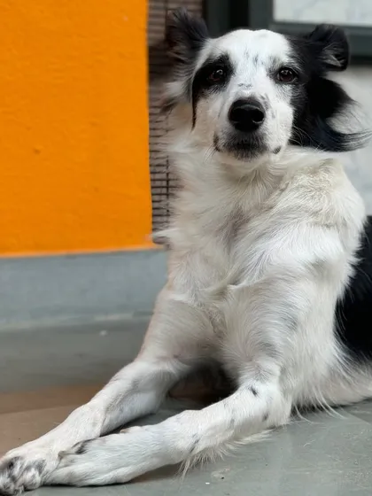 The beautiful Puchu, who is now more confident thanks to our slow and steady transition strategy for boarding.