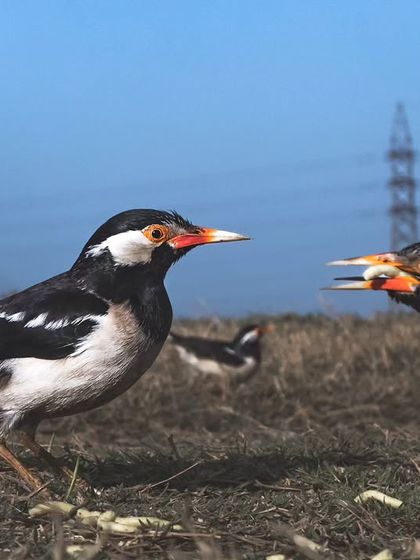 Two Pied Mynas fight over processed food. While done with good intentions, feeding wildlife can lead to dependency and health issues.