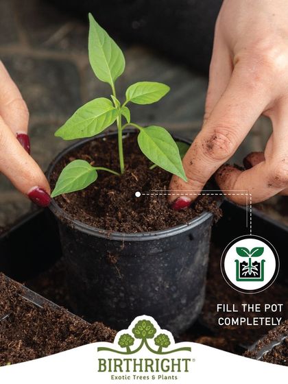Monsoon care tip: Ensure your pots are filled completely with well-draining soil. This prevents water from pooling and causing fungal issues.