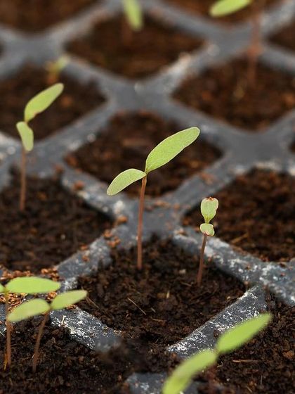 Tiny tomato saplings sprouting in their germination tray. From this humble start, they will grow into tall vines producing fruit for months.