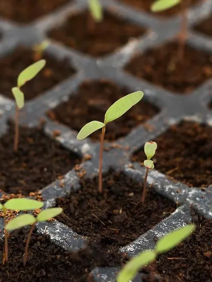 Tiny tomato saplings sprouting in their germination tray. From this humble start, they will grow into tall vines producing fruit for months.
