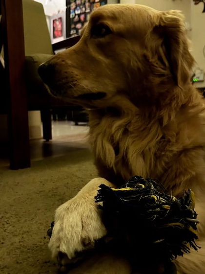 These additional photos showcase the variety of wonderful dogs I have the pleasure of caring for, each with their own unique charm and personality. From playful moments to quiet cuddles, every interaction is special.