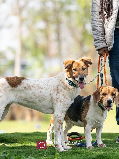 Pragalbh - Animal Rescue & Advocacy Photography Paws & Peaks: Outdoor Adventures photo 12