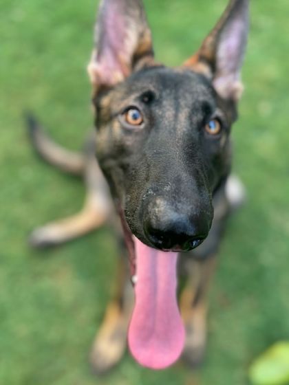 A close-up of Bella the German Shepherd. Even during training, we make time for fun and connection.