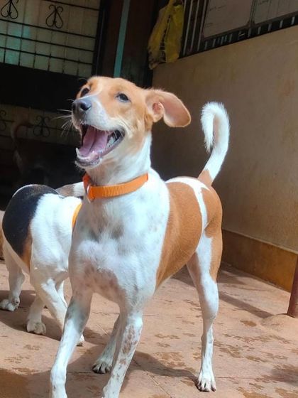 Stay - Dog Daycare Happy Faces of Stay photo 24