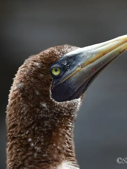 A juvenile Masked Booby, the bird I had been manifesting to see for a year. Its curious green eyes and serious expression give it so much character.
