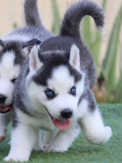 This action shot captures the playful energy of our blue-eyed Siberian Husky puppies. They love to run and play, which is a great sign of their health and happy temperament.