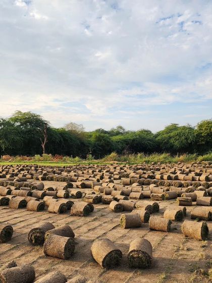 Delhi Gardner - Wholesale Plant & Turf Supply Natural Grass Turf: From Our Farm to Your Project photo 116