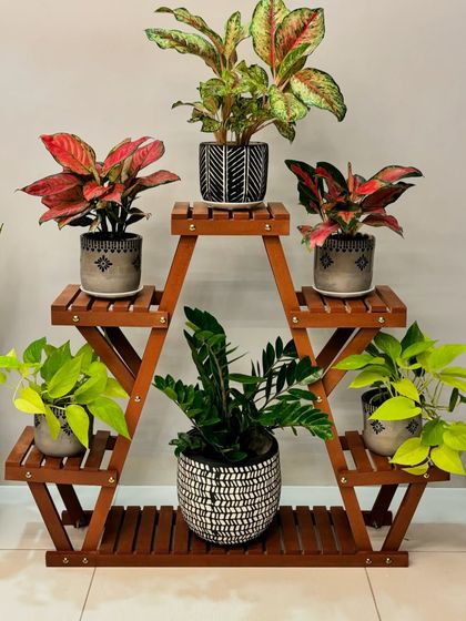 A beautiful arrangement of Aglaonemas and other low-light plants on a wooden A-frame stand. This is a great way to create a colorful and compact plant display for any corner of your home.