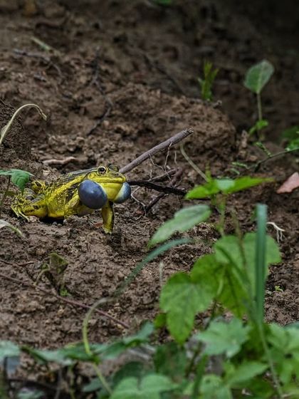 Monsoon Herping & Unique Trails photo 8
