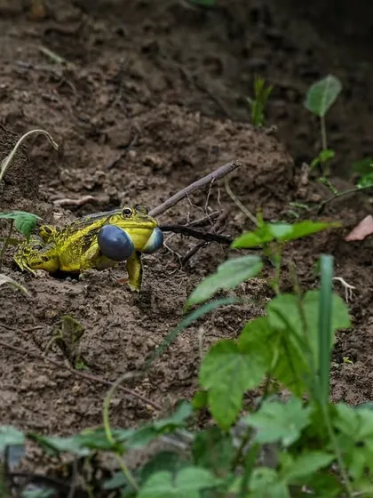 An Indian Bullfrog calls for a mate, its vocal sacs expanded. The monsoon transforms the landscape into a noisy amphitheater, and our herping trails put you right in the middle of the action.