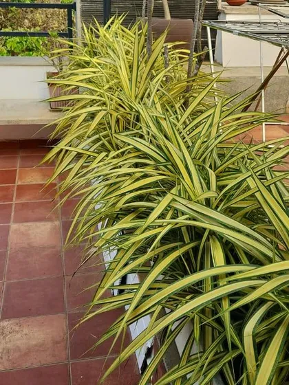 A glimpse of a balcony garden setup we completed for a client in HSR Layout. We can transform any outdoor space into a personal green sanctuary with plants that thrive in your environment.