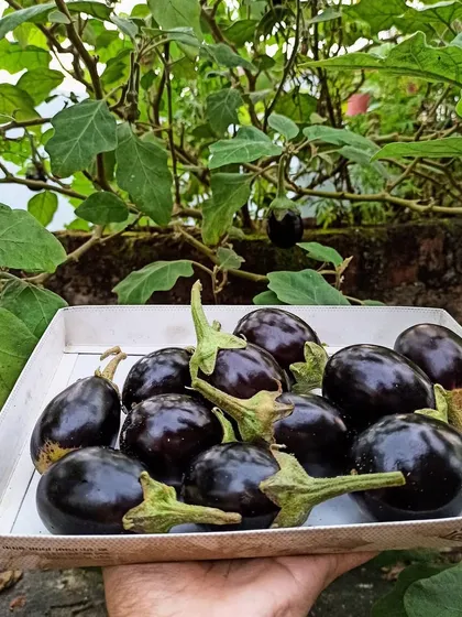 A tray full of shiny, round brinjals, picked fresh from the plant. Homegrown brinjals have a creamy texture and flavor that store-bought ones just can't match.