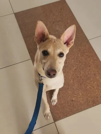 Meet Leo, a wonderful Indie pup who enrolled in my puppy training program. It’s so important that every dog, whether a rescue or purebred, gets a great start in life. I am passionate about helping pet parents give their dogs the tools they need to be confident and well-behaved canine citizens.