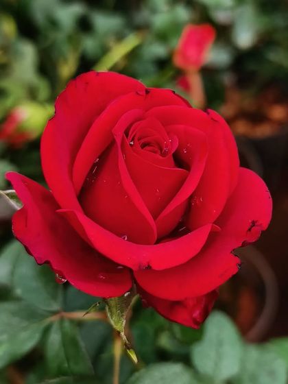 A perfect red rose, captured with morning dew at our Horamavu branch. A classic symbol of beauty for any garden.
